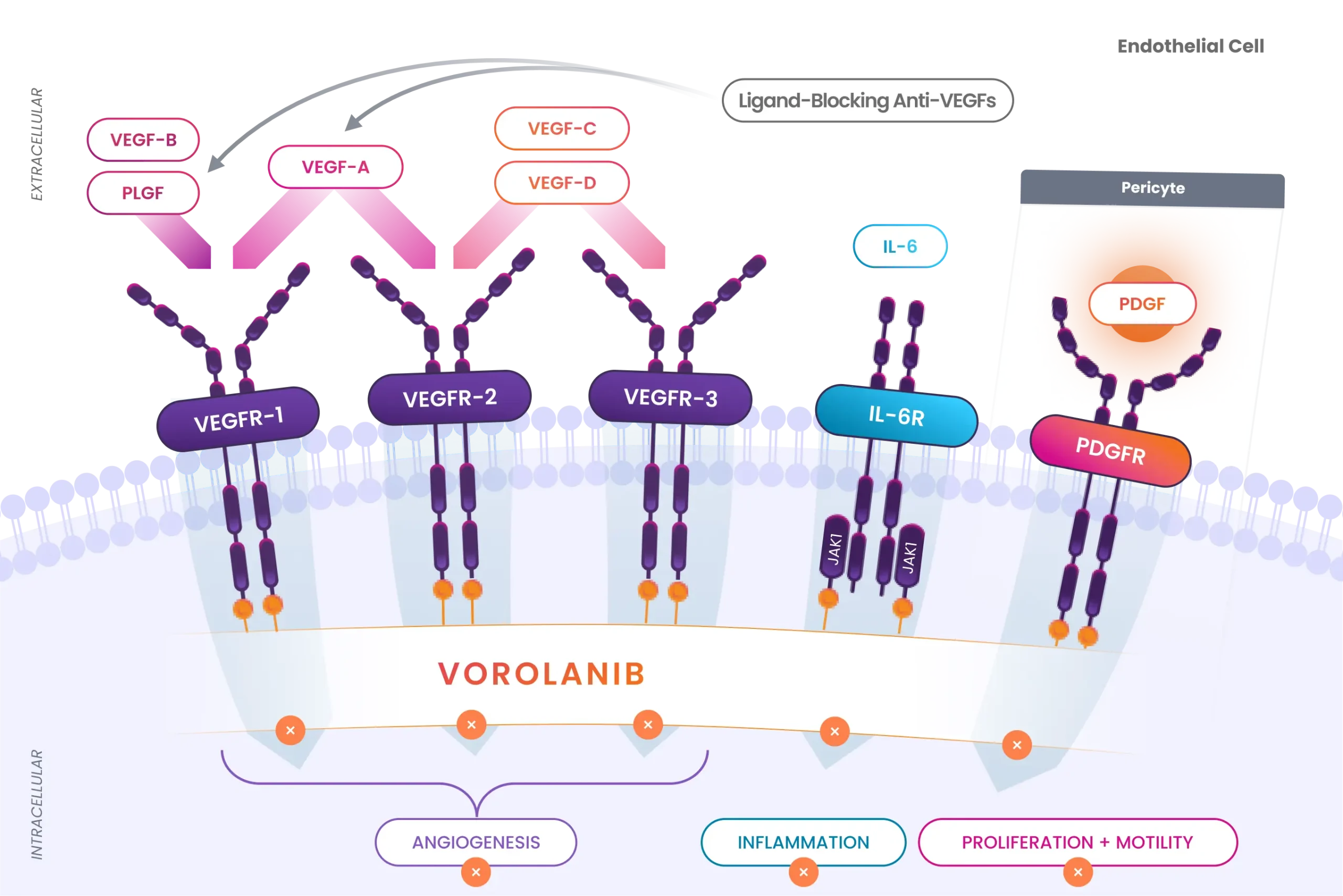 Diagram illustrating vorolanib’s multi-mechanism of action, showing inhibition of VEGFR-1, VEGFR-2, VEGFR-3, PDGFR, and IL-6 signaling pathways involved in angiogenesis, inflammation, and cell proliferation in retinal disease.