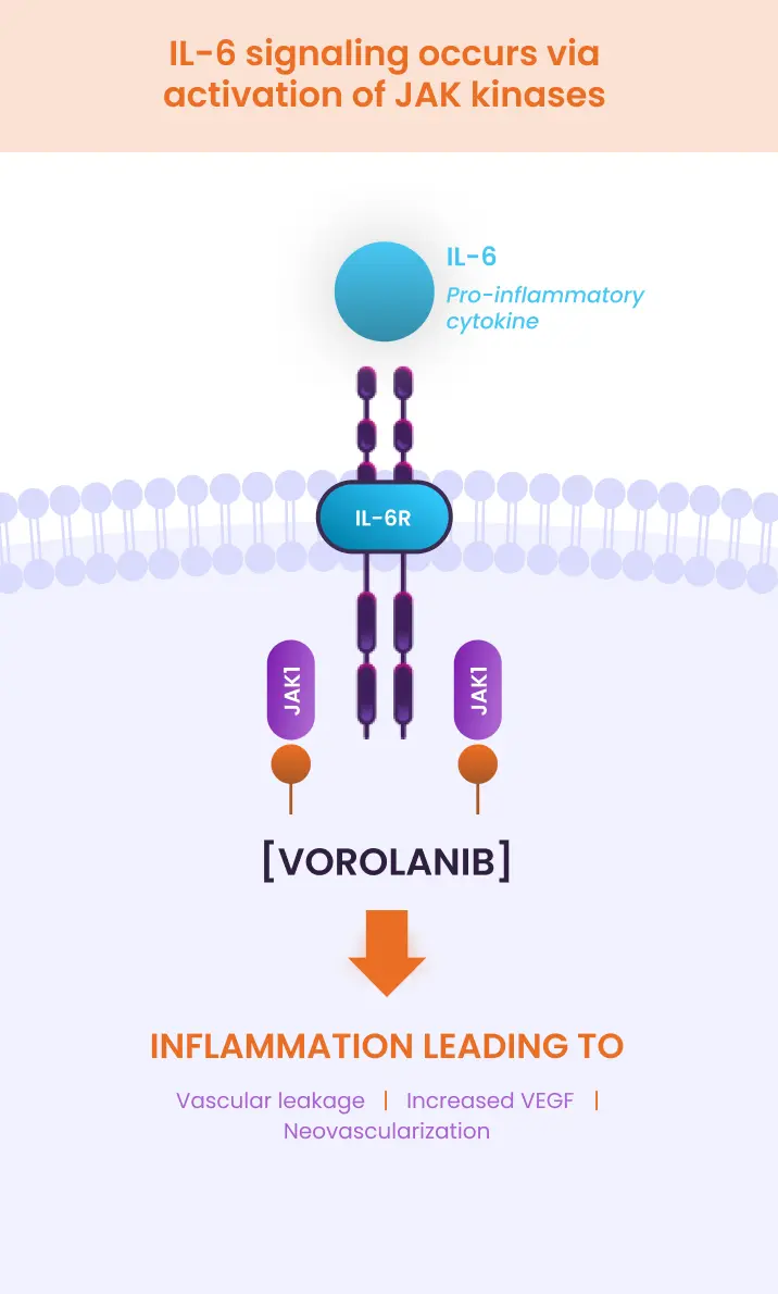 Vorolanib uniquely targets JAK-1, directly suppressing IL-6 pro-inflammatory signaling.