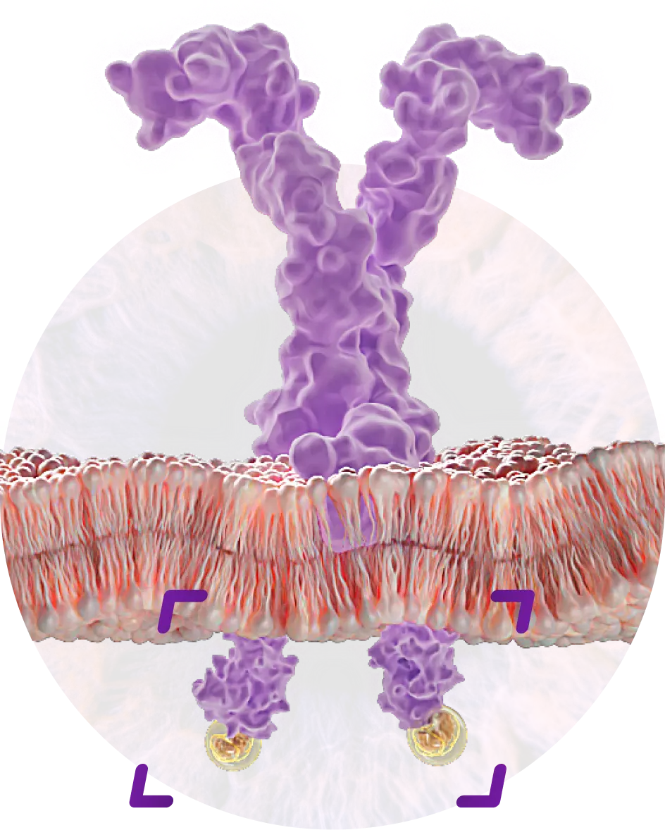 Novel multi-moa blocking signaling from VEGF isoforms at the receptor level