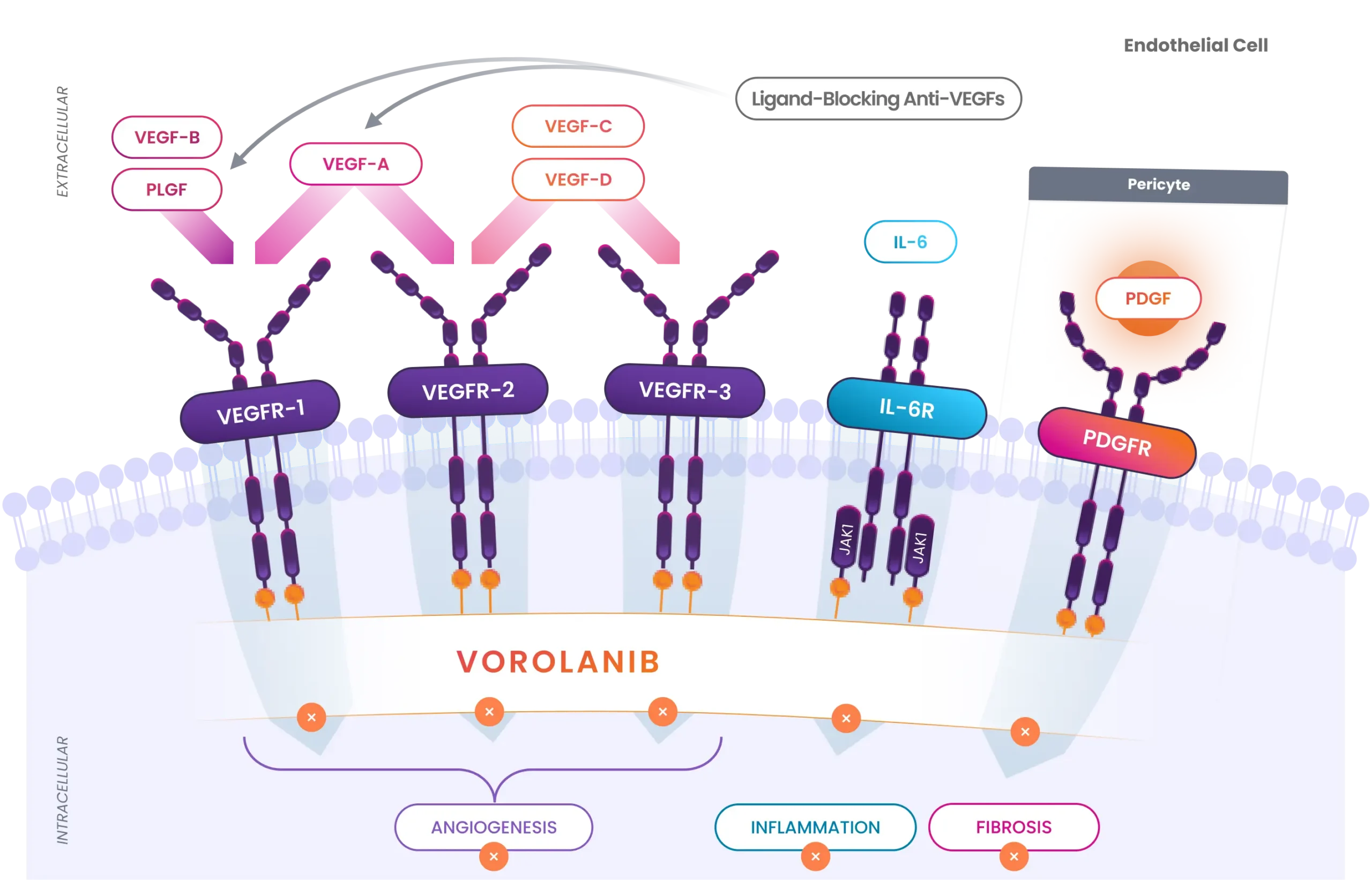 Diagram illustrating vorolanib’s multi-mechanism of action, showing inhibition of VEGFR-1, VEGFR-2, VEGFR-3, PDGFR, and IL-6 signaling pathways involved in angiogenesis, inflammation, and cell proliferation in retinal disease.